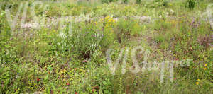 a field of tall grass and various plants