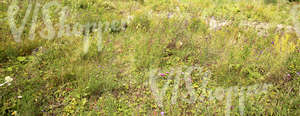 a field of tall grass and various plants