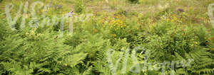 tall grass and ferns