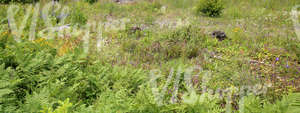 tall grass and ferns