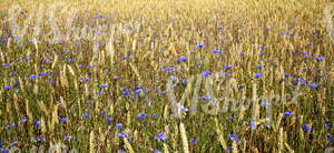 crop field with cornflowers