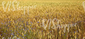 crop field with cornflowers