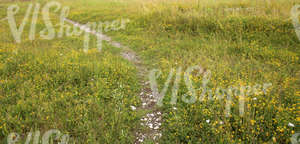 grass field with flowers and a stone pathway