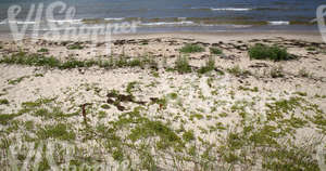 sandy seaside ground 