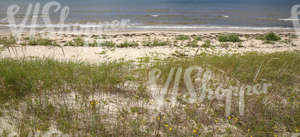 sandy seaside ground with sedges