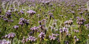 field of flowers