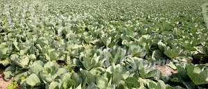 a cabbage field