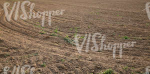 plowed field