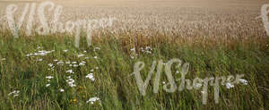 a crop field and tall grass