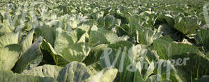 a cabbage field