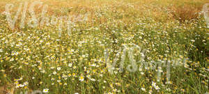 field of tall grass and daisies