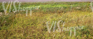 landscape with various plants