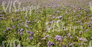 field of flowers