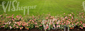 lawn with flowers at the foreground