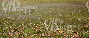 asphalt ground with autumn leaves