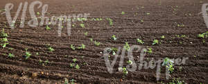 a plowed field