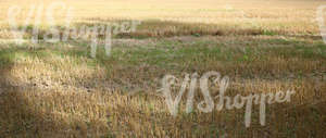 harvested field