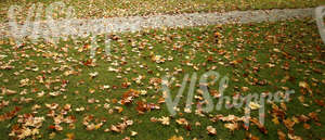 grass ground with a walkway and autumn leaves 