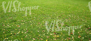 lawn with autumn leaves