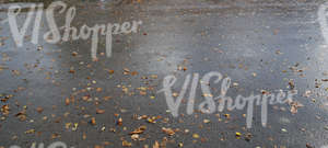 asphalt ground with autumn leaves