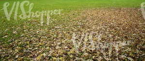 lawn partially covered with autumn leaves