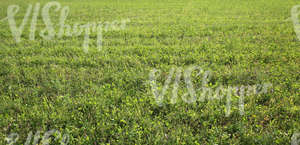 field of grass