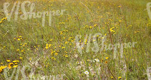 sandy ground with various plants