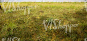 ground with various wetland plants