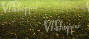 grass ground with autumn leaves