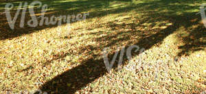 grass ground covered with autumn leaves