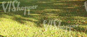 grass ground with autumn leaves