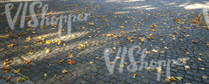 pavement with a few autumn leaves