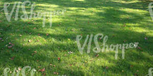 grass ground with autumn leaves