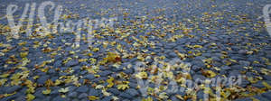 cobblestone ground with autumn leaves