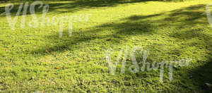 grass ground with a few autumn leaves