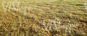 grass ground with autumn leaves