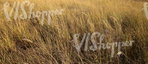 field of tall grass in autumn