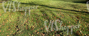 mown lawn with autumn leaves