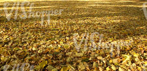 ground fully covered with autumn leaves