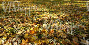 grass ground with autumn leaves