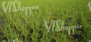 a rice paddy field