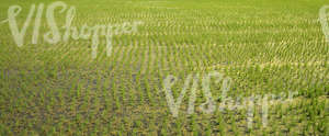 a rice paddy field