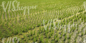 a rice paddy field