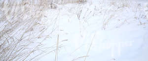 snow-covered ground with reeds