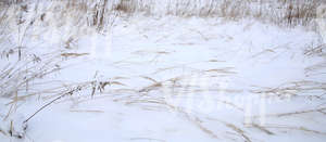 snow-covered ground with reeds