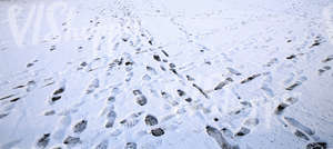 snow covered ground with lots of footprints