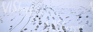 snow covered ground with tracks and footprints