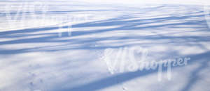 field of snow with tree shadows