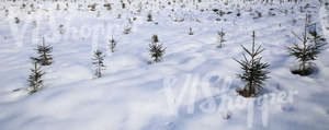 snow covered ground with small fir trees