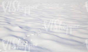 snowy field with animal footprints